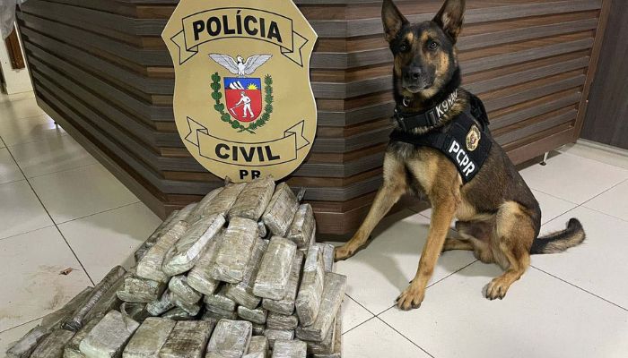  Operações com cães da PCPR ajudaram a tirar 5,7 toneladas de drogas de circulação em 2025